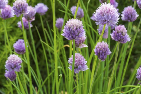 Flowering chives (Allium schoenoprasum), North Rhine-Westphalia, Germany