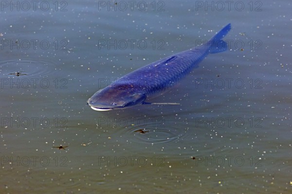 Catfish, fish pond, Fischers Land Boek, Mecklenburg Lake District, Mecklenburg-Western Pomerania,