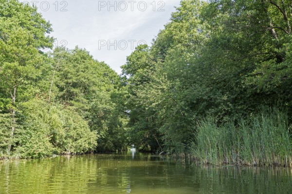 Canal between Leppinsee and Woterfitzsee, trees, Müritz National Park, Mecklenburg Lake District,