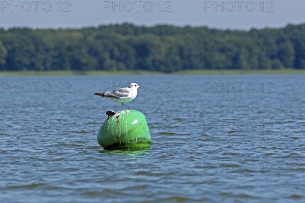 Gull, Mew Gull (Larus canus) sitting on a buoy, Woterfitzsee, Müritz National Park, Mecklenburg