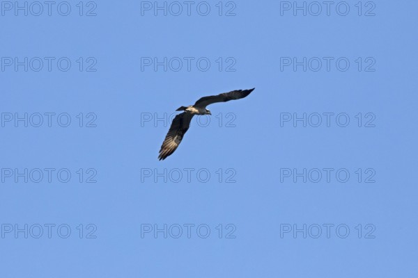 Osprey (Pandion haliaetus) in flight over Lake Leppin, Rechlin, Mecklenburg Lake District,