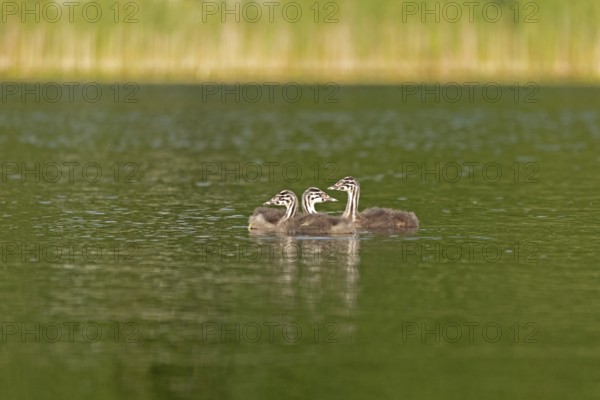 Young great crested grebe (Podiceps ribbonfish), Leppinsee, Rechlin, Mecklenburg Lake District,