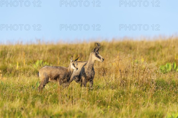 Chamois (Rupicapra rupicapra) mother with her youngster on a meadow in the Vosges Mountains,