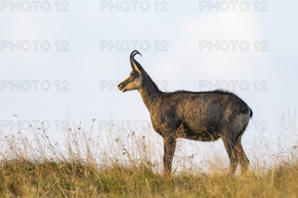 Chamois (Rupicapra rupicapra) on a meadow in the Vosges Mountains, wildlife, France