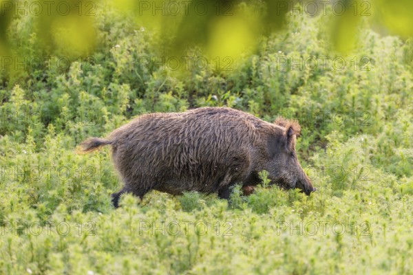 A wild boar (Sus scrofa) runs across a field of wild chamomile (Matricaria chamomilla). Bavaria,