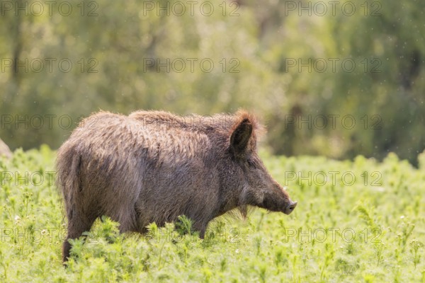 A wild boar (Sus scrofa) stands in a field of wild chamomile (Matricaria chamomilla). Bavaria,