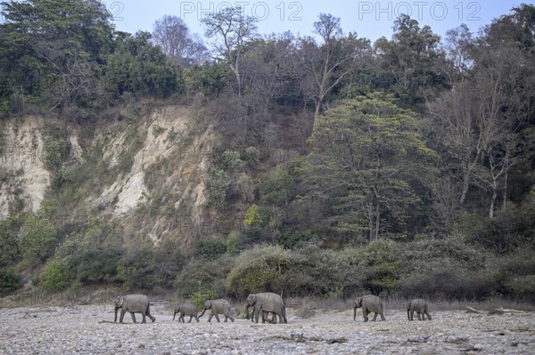 Indian elephants (Elephas maximus indicus), Corbett National Park, near Ramnagar, Uttarakhand