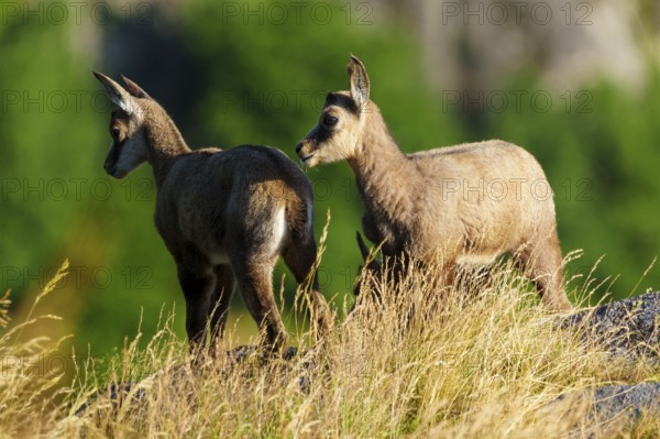 Two young chamois standing on a sunny meadow in front of a green background, chamois, chamois,