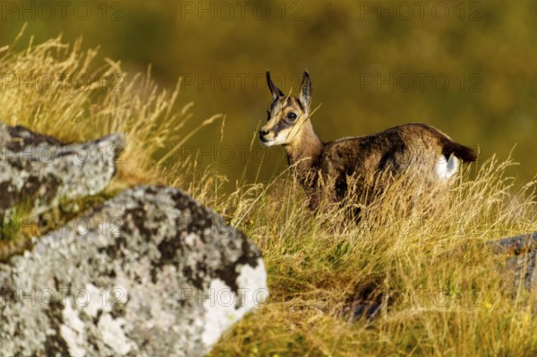 A curious young chamois stands on a rock, accompanied by a resting deer in the grass, chamois,