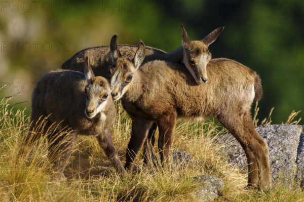 Three young chamois moving in a grassy, rocky environment surrounded by forest greenery, chamois,