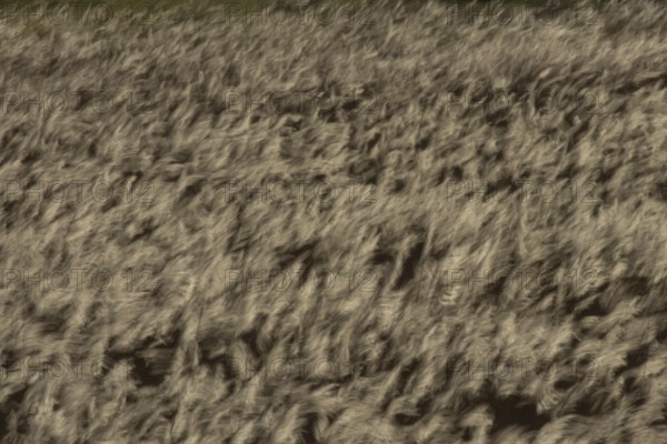 Common reed (Phragmites australis) reeds in a reedbed blowing in the wind abstract image, England,