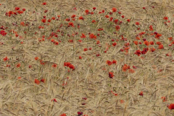 Common field poppy (Papaver rhoeas) flowers in a ripe farmland barley crop in summer, England,