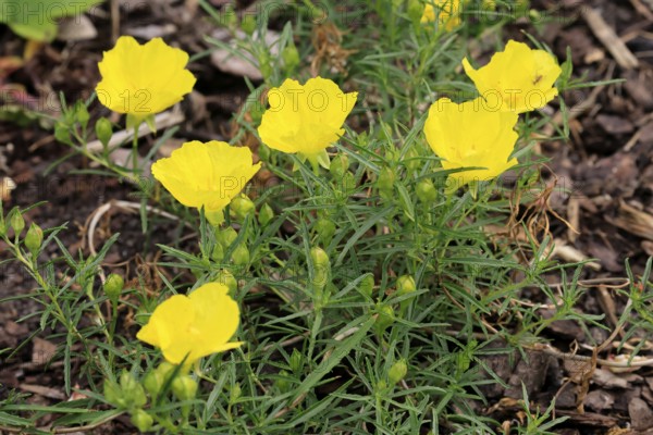 Oenothera hartwegii, evening primrose, flowering, flower, Ellerstadt, Germany