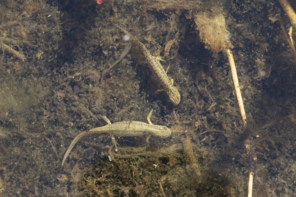 Smooth or Common newt (Lissotriton vulgaris) adult male and female amphibians in a pond, England,