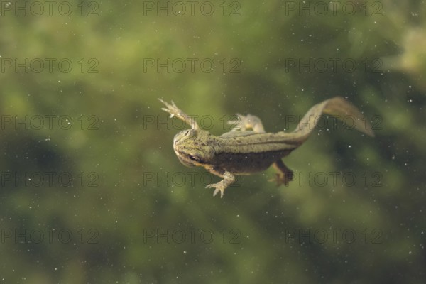 Smooth or Common newt (Lissotriton vulgaris) adult amphibian swimming in a pond, England, United