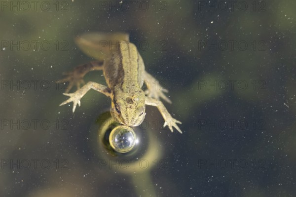 Smooth or Common newt (Lissotriton vulgaris) adult amphibian coming up to breath air on the water
