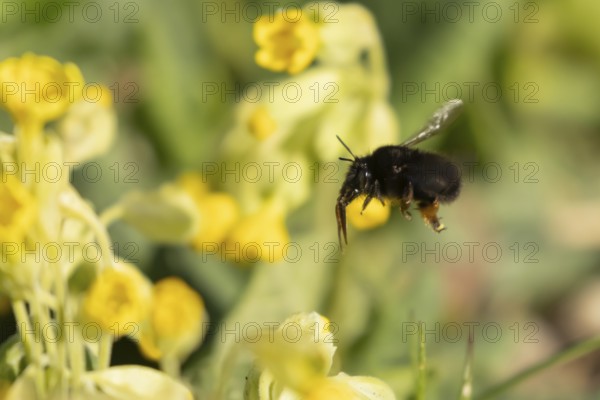 Ashy mining bee (Andrena cineraria) adult insect flying towards a Cowslip flower in spring,