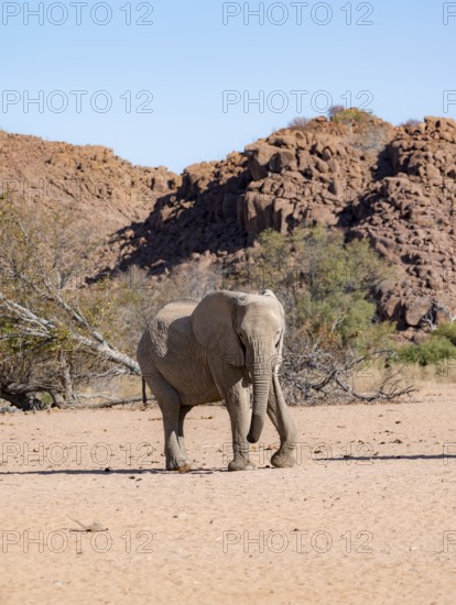 African elephant (Loxodonta africana), desert elephant, near the Ugab River, Damaraland, Kunene