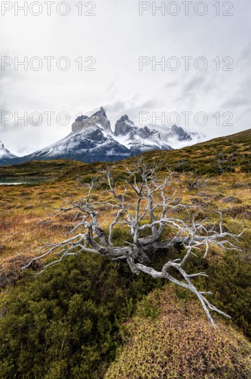 Enchanted dead trees, Cuernos del Paine mountain range in autumn, Torres del Paine National Park,