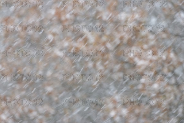 Oak (Quercus) with autumn leaves in dense snowfall, snow drift, North Sea, Norddeich, Lower Saxony,