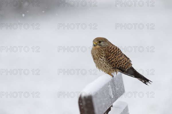 Kestrel (Falco tinnunculus), female using a park bench as a lookout during heavy snowfall, North