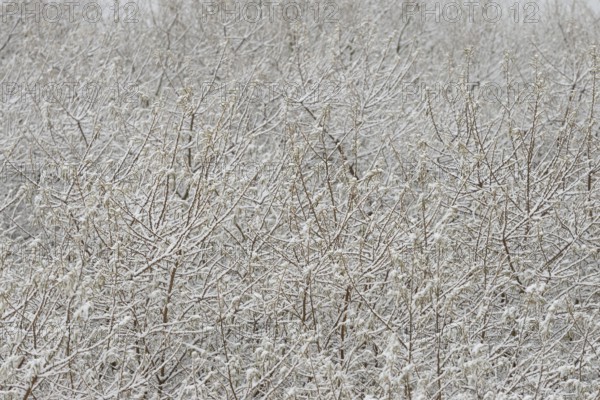 Winter day, onset of winter, snow lies on the bushes in the dune landscape of Norddeich, North Sea,