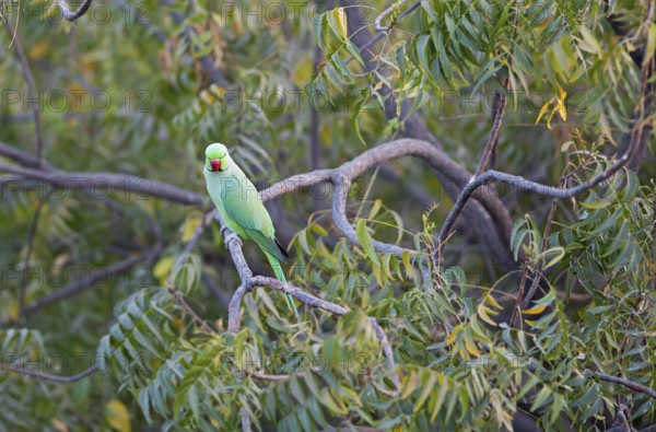 Collared Parakeet (Psittacula krameri), Luni, Rajasthan, India