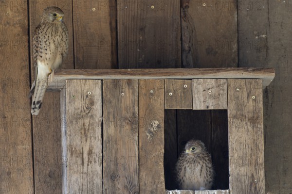Kestrel (Falco tinnunculus) female and young bird at the incubator, village in Münsterland, North