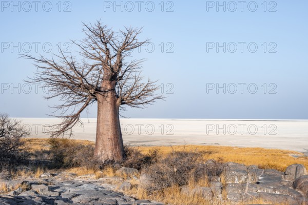 African baobab or baobab tree (Adansonia digitata), arid landscape, Kubu Island (Lekubu), Sowa Pan,
