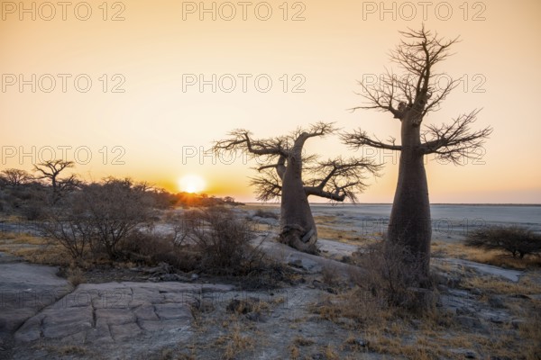 Sunset, African baobab or baobab tree (Adansonia digitata), Dry landscape, Kubu Island (Lekubu),