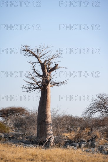 African baobab or baobab tree (Adansonia digitata), arid landscape, Kubu Island (Lekubu), Sowa Pan,