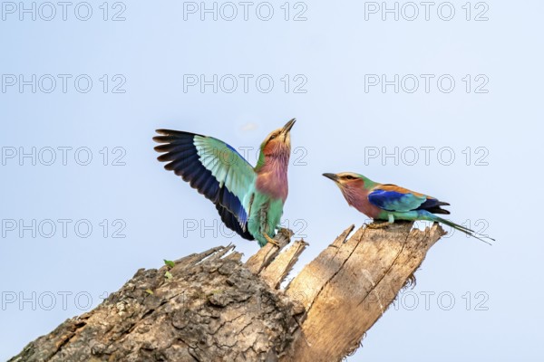Forked Roller (Coracias caudatus), with open wing, mating behaviour, two birds on a branch in front