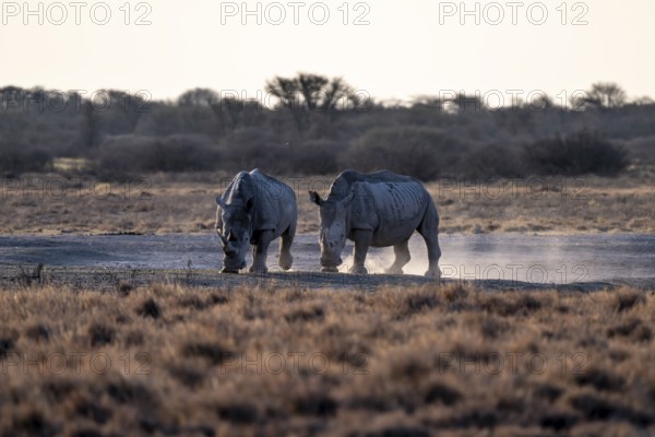 Two animals, Southern white rhinoceros (Ceratotherium simum simum), Khama Rhino Sanctuary, Serowe,