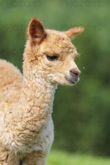 A newly born white alpaca (Vicugna pacos) stands in a green meadow on a sunny day. A green forest