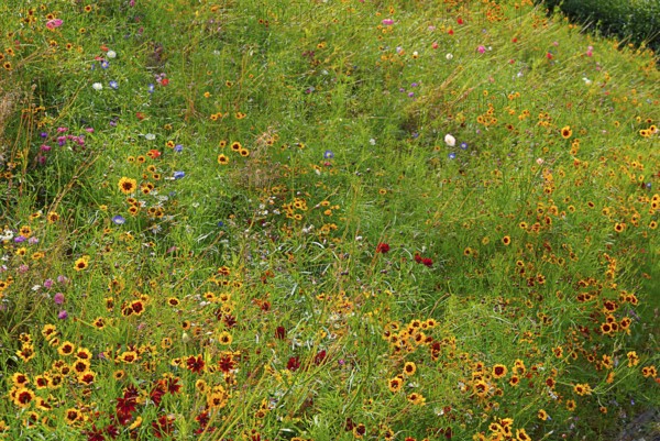 Meadow with wild growing different flowers, garden in South England, coastal region, England, GB
