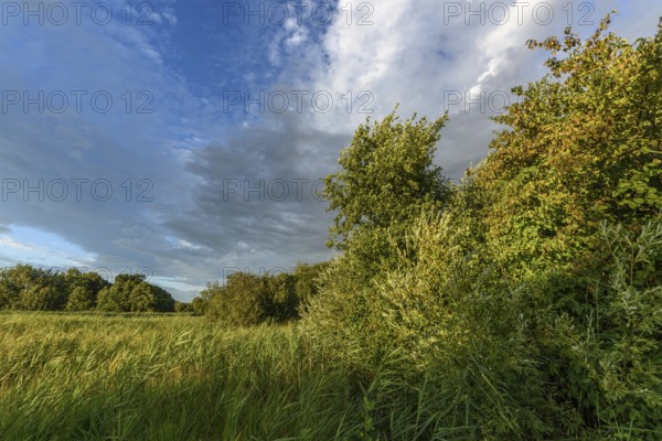 A vibrant landscape with dense green shrubs and trees surrounded by tall grass. The sky is partly