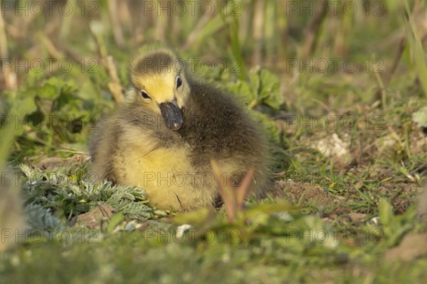 Canada goose (Branta canadensis) juvenile baby gosling bird resting on grassland, England, United