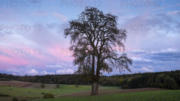Single pear tree in front of evening sky with coloured clouds. Small Odenwald, Baden-Württemberg,