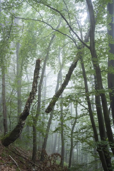Forest, foggy weather. Broken tree. Small Odenwald, Rhine-Neckar district, Baden-Württemberg,