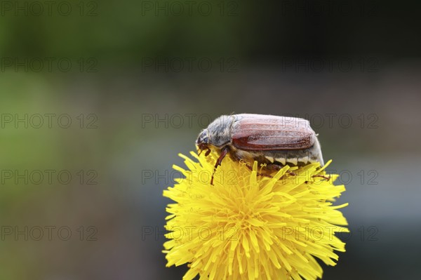 Cockchafer, field cockchafer (Melolontha melolontha), female on a dandelion (Taraxacum) flower,