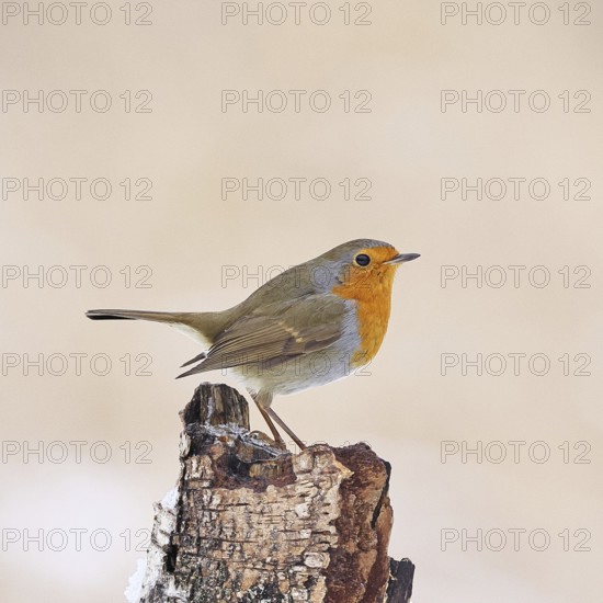 European robin (Erithacus rubecula), on dead wood of a birch tree, Wilnsdorf, North