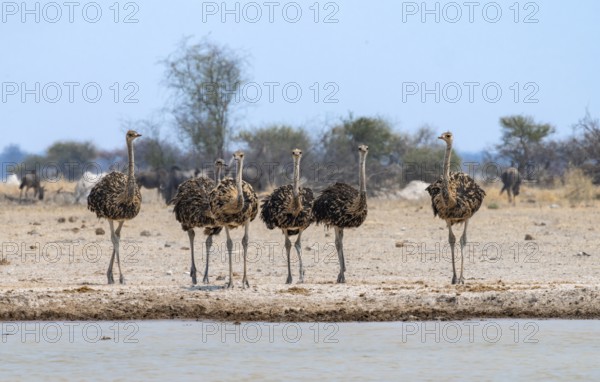 Common ostrich (Struthio camelus), six juveniles, group at waterhole, Nxai Pan National Park,