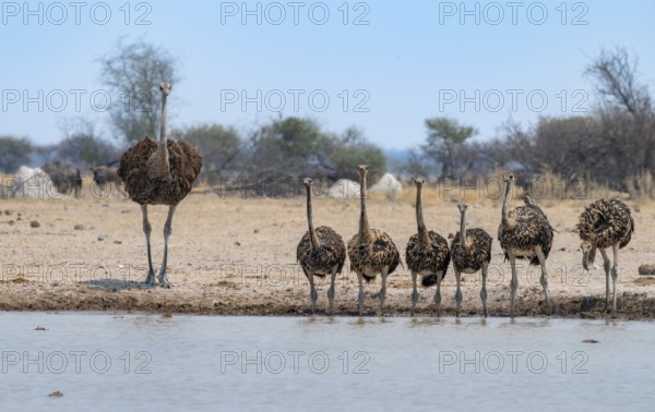 Common ostrich (Struthio camelus), mother and six juveniles, animal family, group drinking at