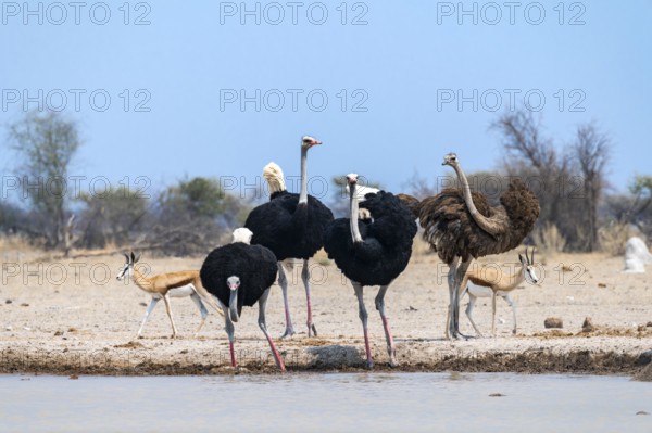 Common ostrich (Struthio camelus), adult female and three males, at the waterhole, Nxai Pan
