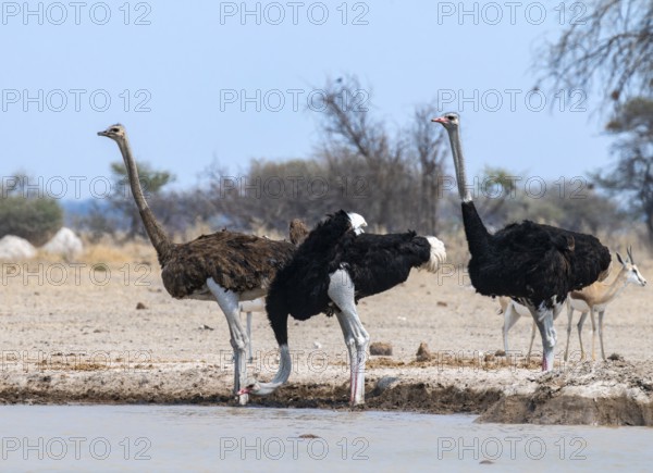 Common ostrich (Struthio camelus), adult female and two males, drinking at a waterhole, Nxai Pan