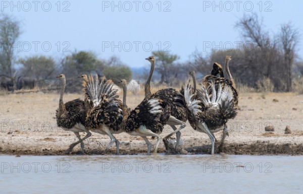 Common ostrich (Struthio camelus), six juveniles, with upturned wings, startled, at waterhole, Nxai