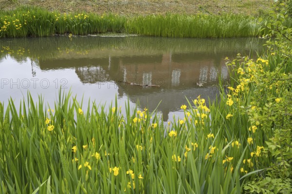 Husum Castle, castle in front of Husum, reflection, moat, marsh iris (Iris pseudacorus) on the