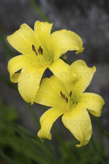 Blüte der Gelben Taglilie (Hemerocallis lilioasphodelus), Nahaufnahme, Makro, Baden-Württemberg,