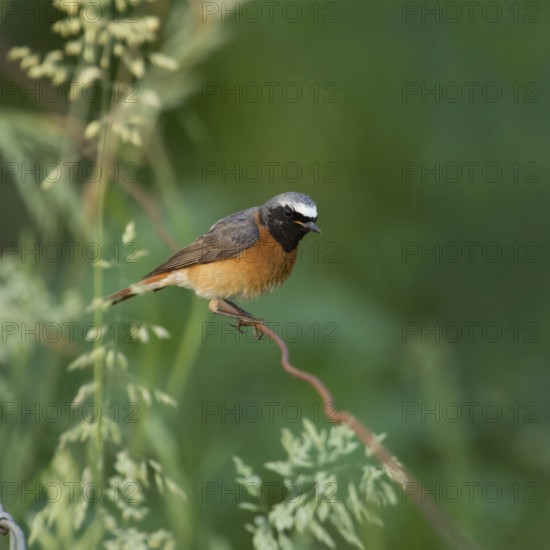 Colourful common redstart (Phoenicurus phoenicurus), adult male in breeding plumage, summer