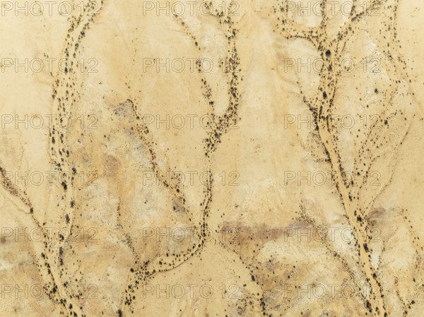 Arid desert plain and dried-up river beds with sparse vegetation. Aerial view. Drone shot. Gondwana